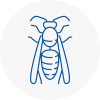Nottinghamshire Wasp Nest Removal